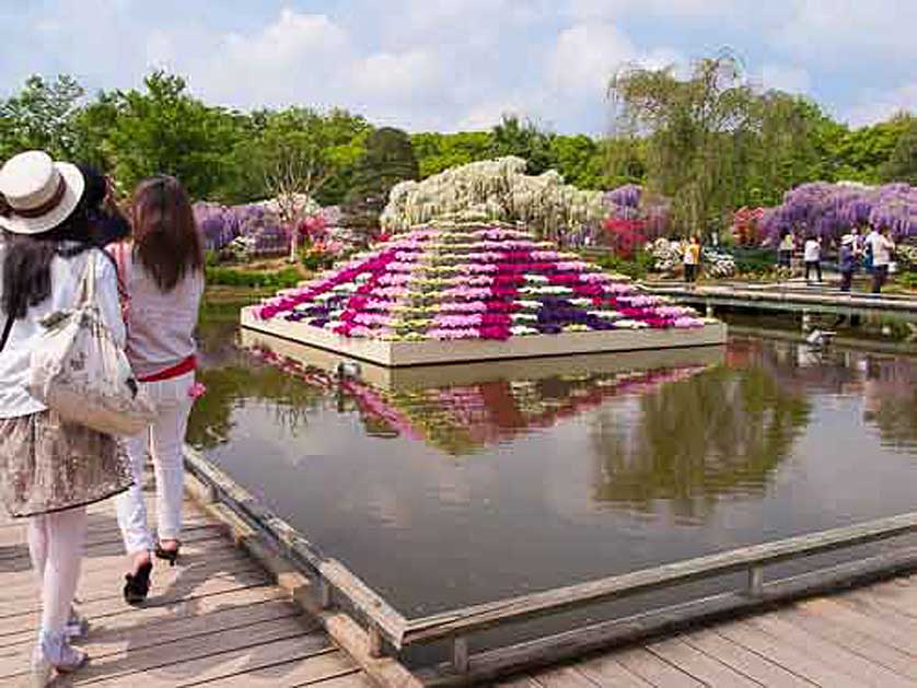 Flower pyramid, Ashikaga Flower Park.