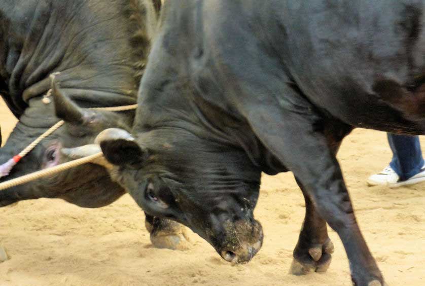 Bull Sumo, Dogo, Oki Islands.