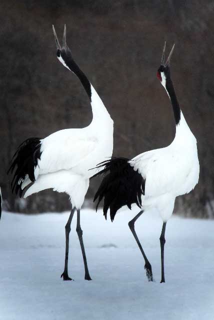 Red-crowned cranes.