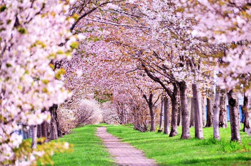 Cherry blossoms in a tunnel of trees, Japan.