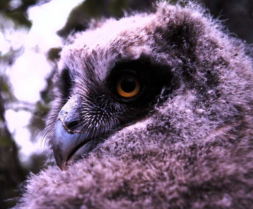 Blakiston's Fish Owl.