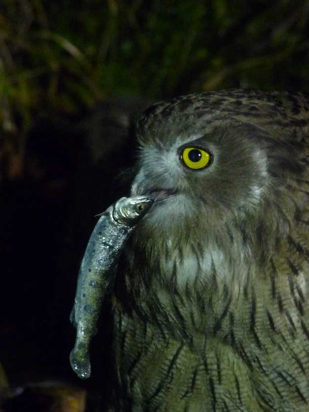 Blakiston's Fish Owl.