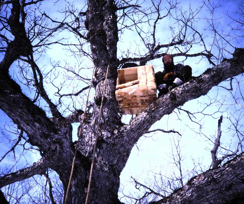 Blakiston's Fish Owl.