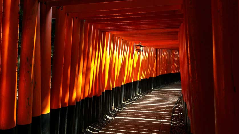 Fushimi Inari, torii gates.