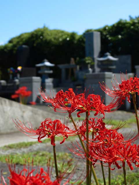 Higanbana, flower of death in Japan.