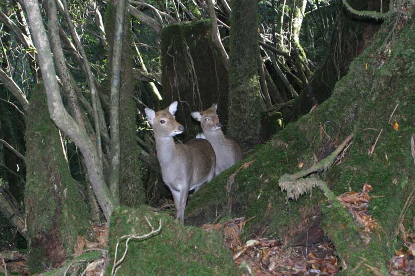 Japanese Deer.