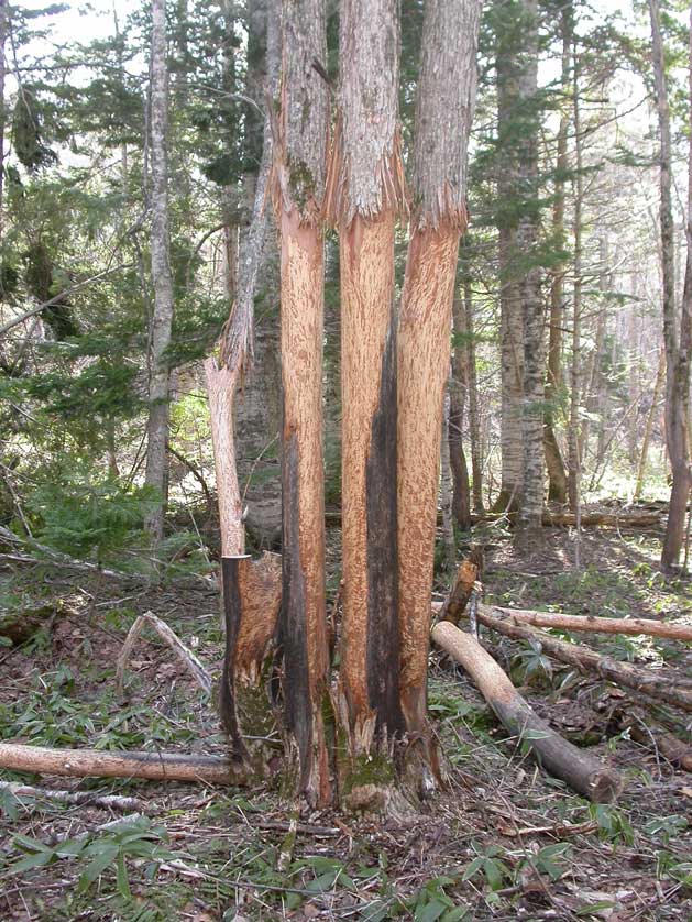 Japanese Deer cause damage to trees.