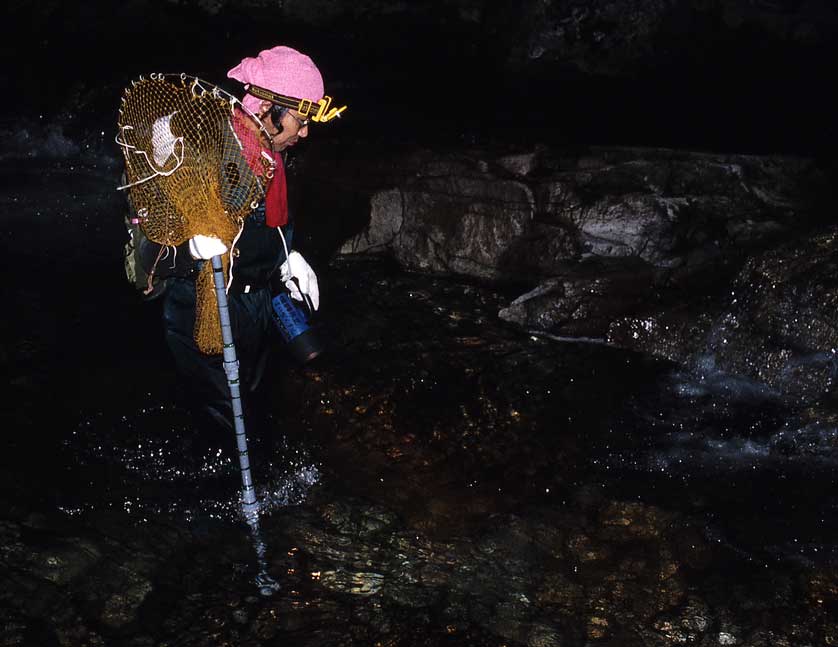 Japanese Giant Salamander Researcher.