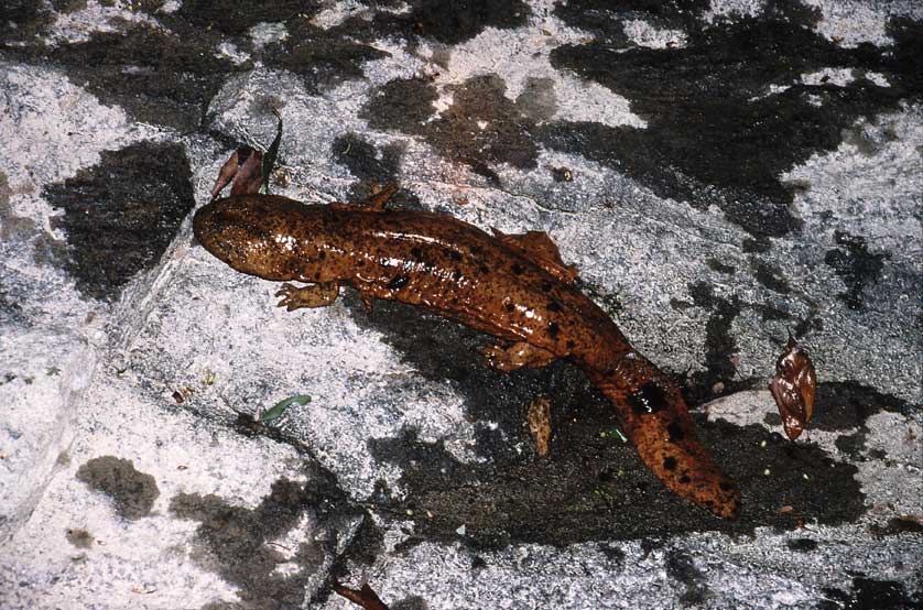 Japanese Giant Salamander.