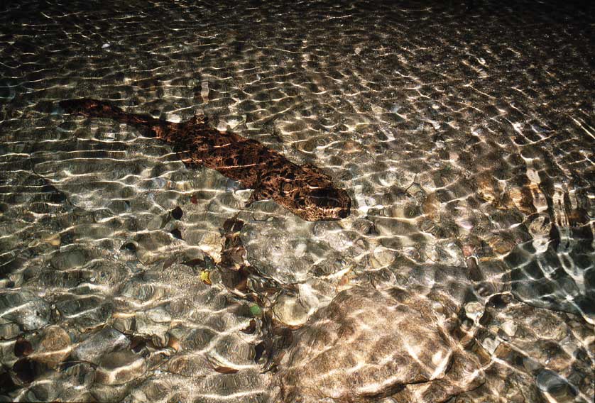 Japanese Giant Salamander.