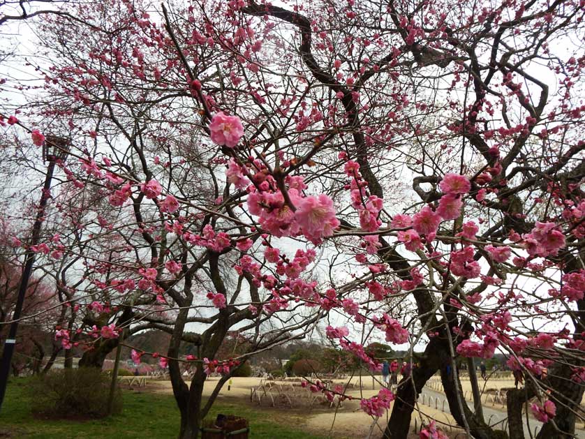 Kairaku-en Garden, Mito, Ibaraki, japan.