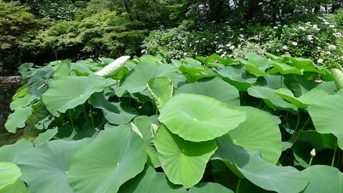 Kyoto Botanical Garden, Kyoto, Japan.