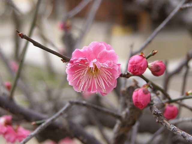 Kitano Tenmangu shrine