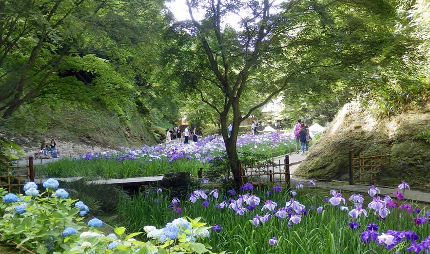 Meigetsuin Temple Inner Garden, Kamakura, Kanagawa Prefecture