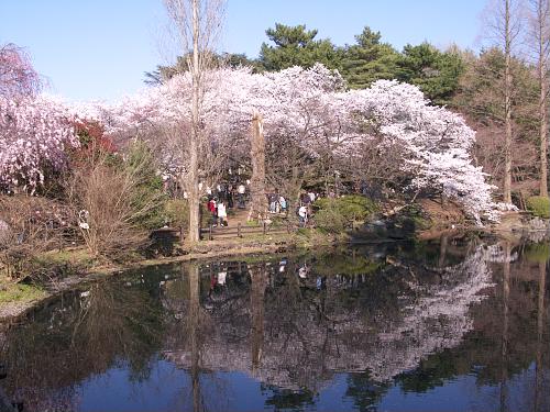 Nakanoike Pond, Shinjuku Gyoen, Tokyo, Japan.