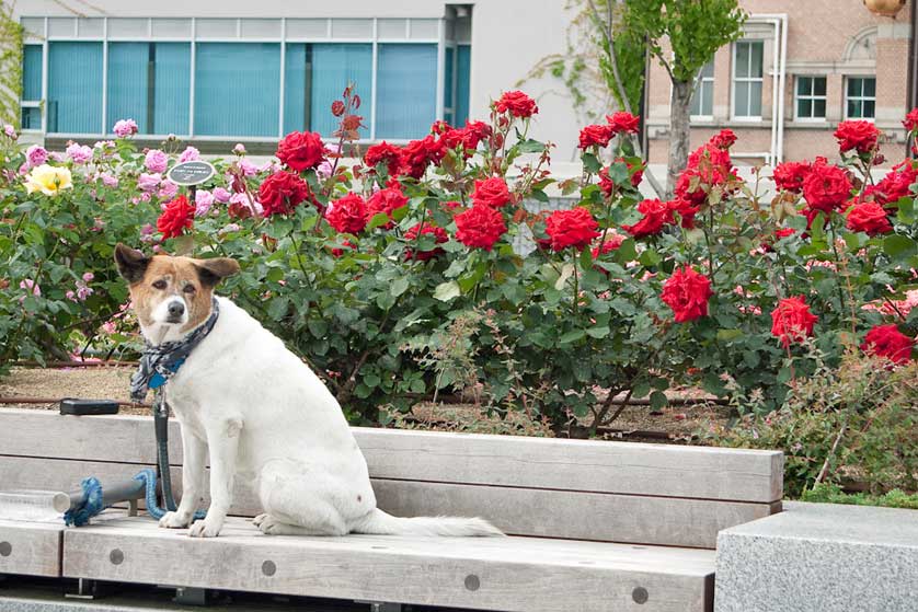 Nakanoshima Rose Garden, Osaka.