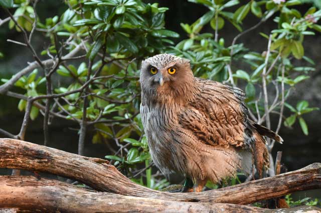 Blakiston's Fish Owl.