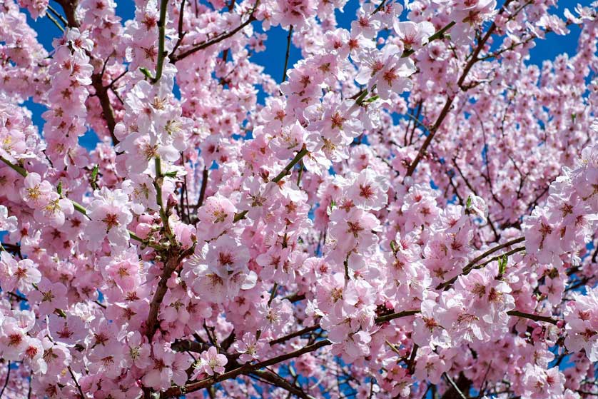 Read about Ueno Park, Tokyo.