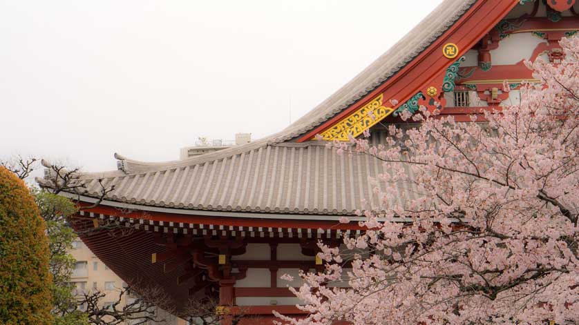 Sakura cherry trees.