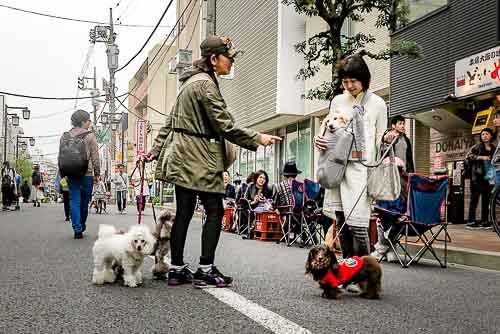 Walking the dogs, Sangenjaya.