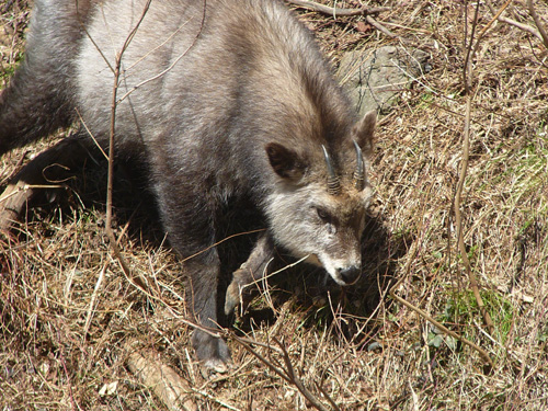 Japanese Serow.