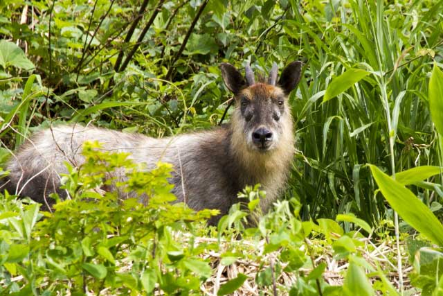 Japanese Serow.