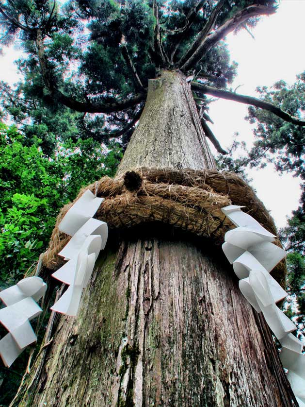 Ancient trees and trees with legends associated with them will be marked sacred by having a shimenawa wrapped around them.