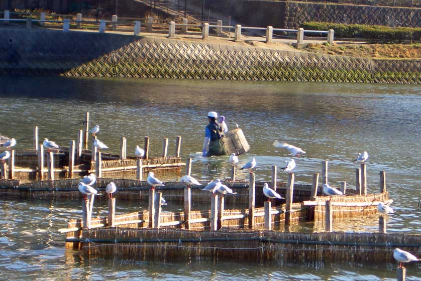 Shirouo traps, Fukuoka.