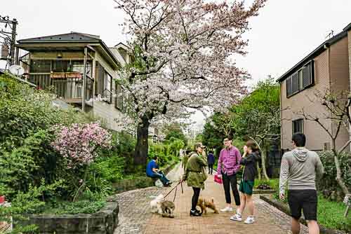 Shoin Taishido Walk, just north of Sangenjaya, Tokyo.