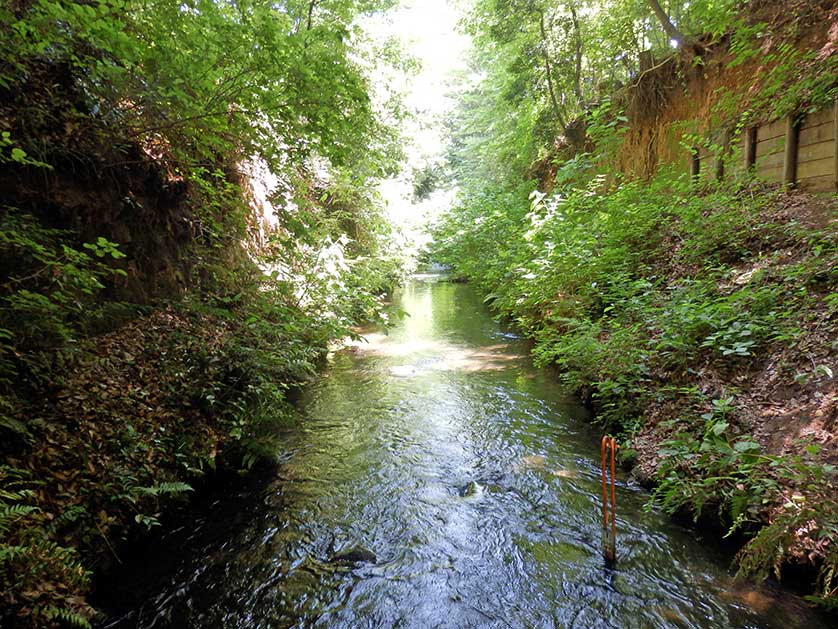 Tamagawa Josui near Tamagawa Station.