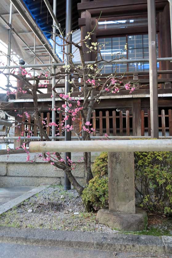 Seiganji Temple, Shin Kyogoku, Kyoto.