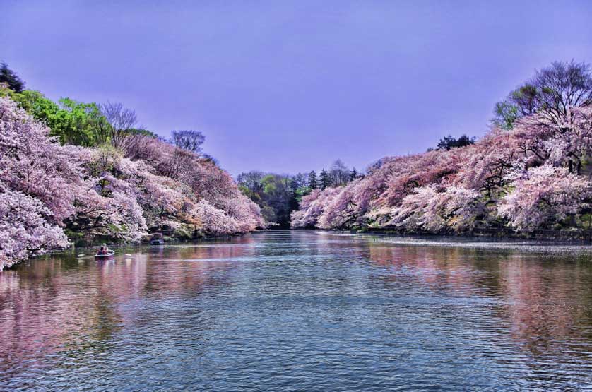 Cherry blossom in full bloom Tokyo.