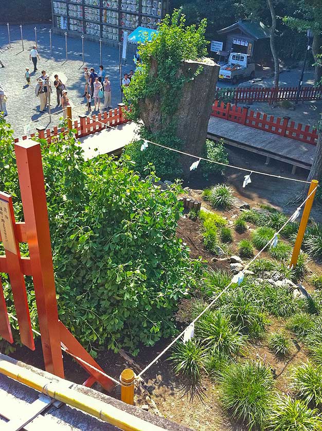 Tsurugaoka Hachimangu, Kamakura.