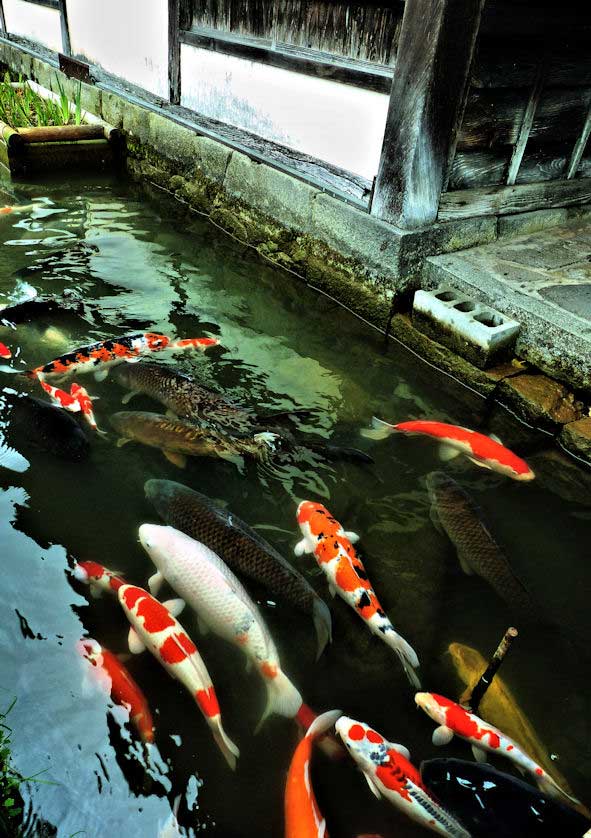 Carp, Tsuwano, Shimane.