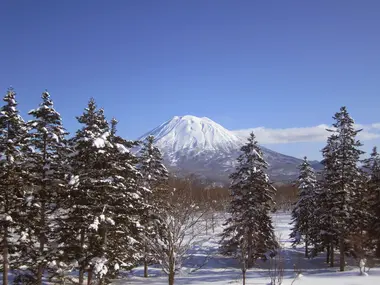 Trees covered in snow in front of Mt Yotei