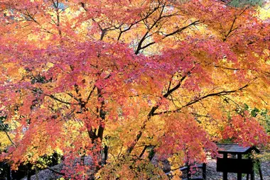 Caleidoscopio otoñal en Sogi-no-taki, Kagoshima, Kyushu