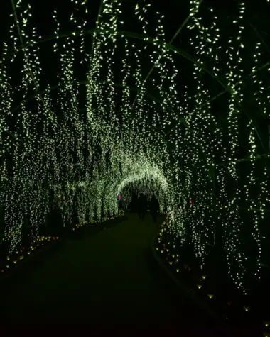 Forêt de lumière à Ashikaga