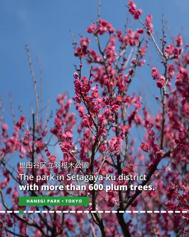 Hanegi Park in Setagaya-ku district has more than 600 plum trees