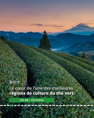 Shizuoka, cœur de l'une des meilleures régions de culture du thé vert