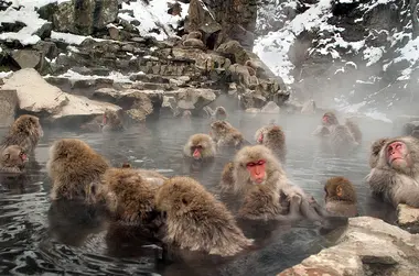 Jigokudani Monkey Park