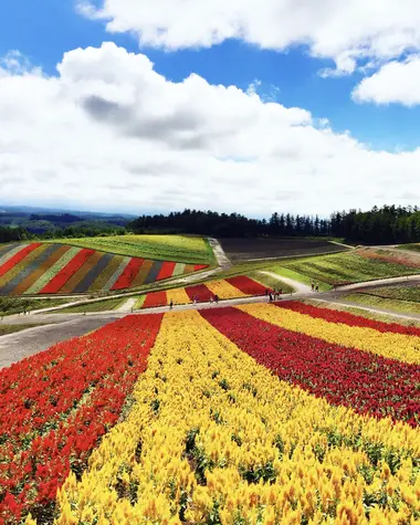 Panoramic Flower Gardens in Biei, close to Furano