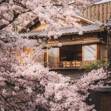 maison en bois et cerisiers en fleur