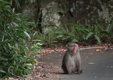 Singe sur la route sur l'île de Yakushima