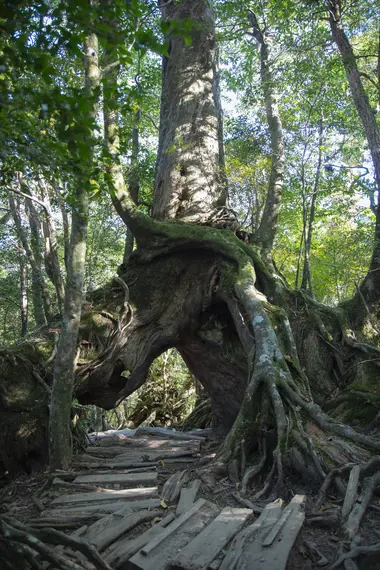 Arbre massif de la forêt de Yakushima