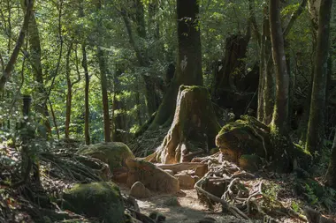 Coeur de la forêt de Yakushima