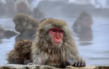 Japanese Macaque Snow Monkey at Jigokudani Park