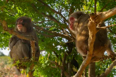 le parc des singes d'Iwatayama