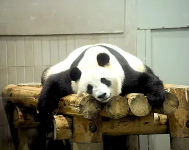 Panda, simbolo dello zoo di Ueno.