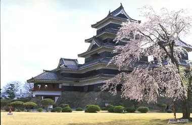 El castillo de Matsumoto rodeado de cerezos en flor en primavera