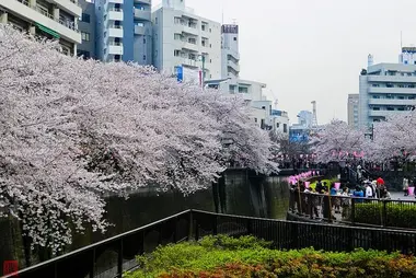 Les abords de la rivière Meguro à l'heure du Hanami